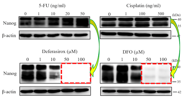 Iron chelators Deferasirox and Deferoxamine (DFO) suppress the expression of stemness marker.